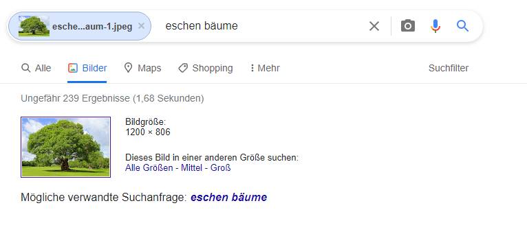 Hier zeigt die Bildersuche von Google, das hochgeladene Bild an.