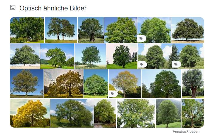 Google zeigt auch Bilder an, welche dem hochgeladenen Bild ähnlich sind.