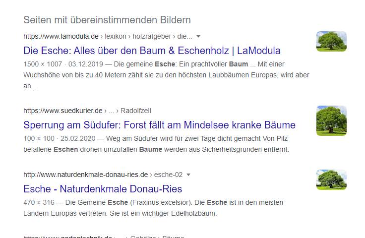 Google listet alle Webseiten auf, welche das hochgeladene Bild verwenden.